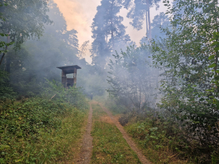 Waldbrand