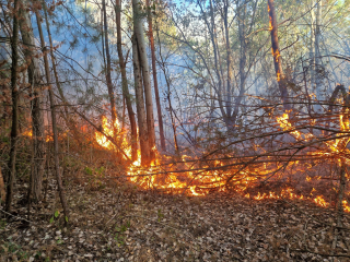 Waldbrand Tongrube