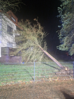 Baum auf Haus