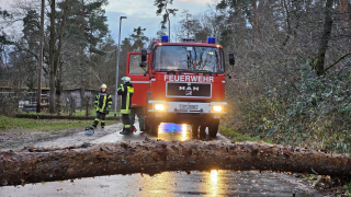 Baum auf Straße