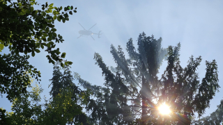 Erneuter Waldbrand