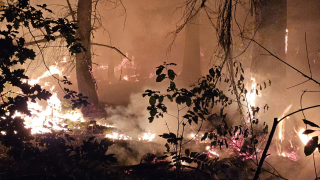 Waldbrand im Bereich der Fasanerie